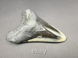 Stunning Megalodon Tooth Fossil 4.4