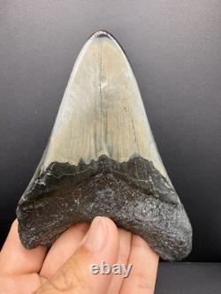 Stunning Megalodon Tooth Fossil 4.4