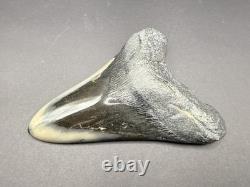 Stunning Megalodon Tooth Fossil 4.4