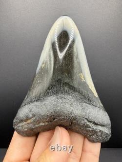 Stunning Megalodon Tooth Fossil 4.4