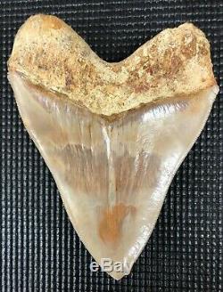 Stunning Museum grade 5 7/8 Indonesian MEGALODON Fossil Shark Teeth, REAL tooth
