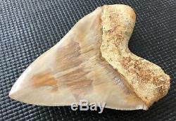 Stunning Museum grade 5 7/8 Indonesian MEGALODON Fossil Shark Teeth, REAL tooth