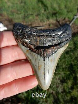 Stunning Natrural Megalodon Fossil Shark Tooth Awesome Appearance