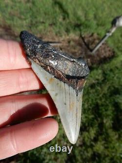 Stunning Natrural Megalodon Fossil Shark Tooth Awesome Appearance