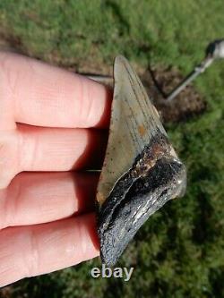 Stunning Natrural Megalodon Fossil Shark Tooth Awesome Appearance