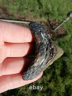 Stunning Natrural Megalodon Fossil Shark Tooth Awesome Appearance