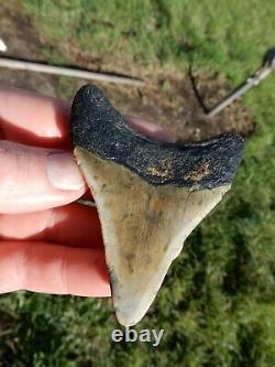 Stunning Natrural Megalodon Fossil Shark Tooth Awesome Appearance