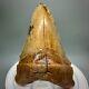 Stunning, Rarely Offered 4.55 Fossil Peruvian Megalodon Shark Tooth Peru