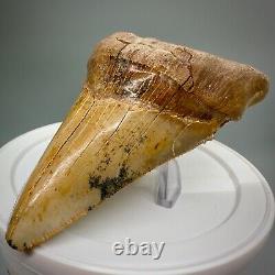 Stunning, Rarely Offered 4.55 Fossil PERUVIAN MEGALODON Shark Tooth Peru