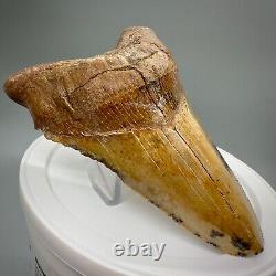 Stunning, Rarely Offered 4.55 Fossil PERUVIAN MEGALODON Shark Tooth Peru