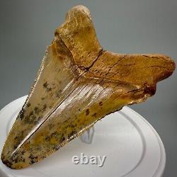 Stunning, Rarely Offered 4.55 Fossil PERUVIAN MEGALODON Shark Tooth Peru