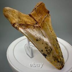 Stunning, Rarely Offered 4.55 Fossil PERUVIAN MEGALODON Shark Tooth Peru