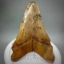 Stunning, Rarely Offered 4.55 Fossil PERUVIAN MEGALODON Shark Tooth Peru