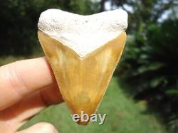 Stunning Yellow Bone Valley Megalodon Shark Tooth Florida Fossils Sharks Teeth