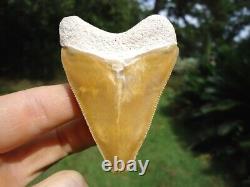 Stunning Yellow Bone Valley Megalodon Shark Tooth Florida Fossils Sharks Teeth