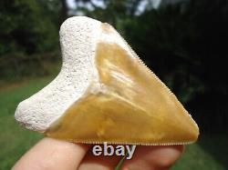 Stunning Yellow Bone Valley Megalodon Shark Tooth Florida Fossils Sharks Teeth