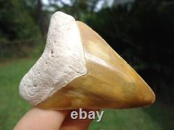 Stunning Yellow Bone Valley Megalodon Shark Tooth Florida Fossils Sharks Teeth