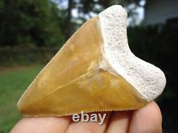 Stunning Yellow Bone Valley Megalodon Shark Tooth Florida Fossils Sharks Teeth