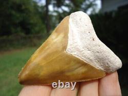 Stunning Yellow Bone Valley Megalodon Shark Tooth Florida Fossils Sharks Teeth