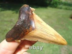 Stunning Yellow Suwannee River Auriculatus Shark Tooth Sharks Teeth Megalodon @@