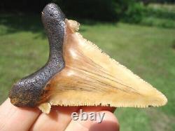 Stunning Yellow Suwannee River Auriculatus Shark Tooth Sharks Teeth Megalodon @@