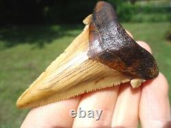 Stunning Yellow Suwannee River Auriculatus Shark Tooth Sharks Teeth Megalodon @@