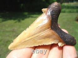 Stunning Yellow Suwannee River Auriculatus Shark Tooth Sharks Teeth Megalodon @@