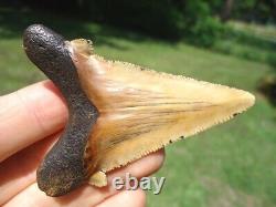 Stunning Yellow Suwannee River Auriculatus Shark Tooth Sharks Teeth Megalodon @@