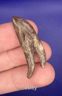 Summerville Fossil Shark Teeth Lot Great White Angustiden Ankylorhiza Bull Etc