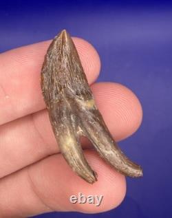 Summerville Fossil Shark Teeth Lot Great White Angustiden Ankylorhiza Bull Etc