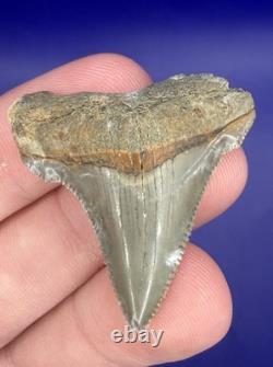 Summerville Fossil Shark Teeth Lot Great White Angustiden Ankylorhiza Bull Etc