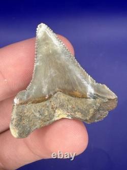 Summerville Fossil Shark Teeth Lot Great White Angustiden Ankylorhiza Bull Etc