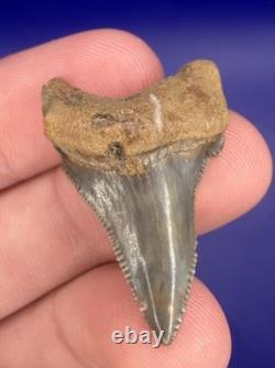Summerville Fossil Shark Teeth Lot Great White Angustiden Ankylorhiza Bull Etc