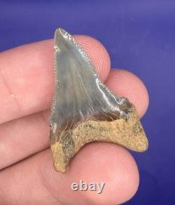 Summerville Fossil Shark Teeth Lot Great White Angustiden Ankylorhiza Bull Etc