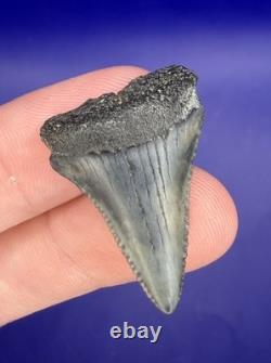 Summerville Fossil Shark Teeth Lot Great White Angustiden Ankylorhiza Bull Etc