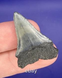 Summerville Fossil Shark Teeth Lot Great White Angustiden Ankylorhiza Bull Etc