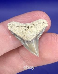 Summerville Fossil Shark Teeth Lot Great White Angustiden Ankylorhiza Bull Etc