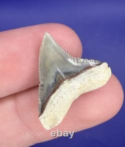 Summerville Fossil Shark Teeth Lot Great White Angustiden Ankylorhiza Bull Etc