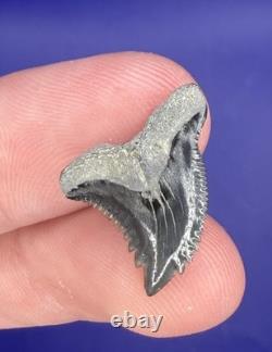 Summerville Fossil Shark Teeth Lot Great White Angustiden Ankylorhiza Bull Etc