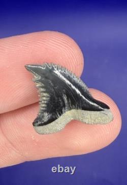 Summerville Fossil Shark Teeth Lot Great White Angustiden Ankylorhiza Bull Etc