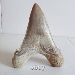 Super Large Fossil Shark Tooth Sokolovi Megalodon Natural Serrations 9.5CM