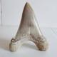Super Large Fossil Shark Tooth Sokolovi Megalodon Natural Serrations 9.5cm