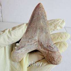 Super Large Fossil Shark Tooth Sokolovi Megalodon Natural Serrations 9.5CM