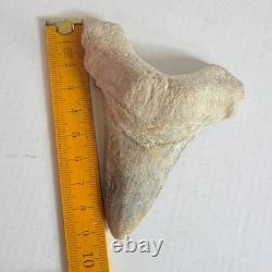 Super Large Fossil Shark Tooth Sokolovi Megalodon Natural Serrations 9.5CM