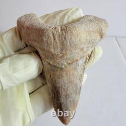 Super Large Fossil Shark Tooth Sokolovi Megalodon Natural Serrations 9.5CM