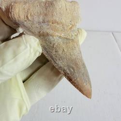 Super Large Fossil Shark Tooth Sokolovi Megalodon Natural Serrations 9.5CM