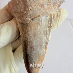 Super Large Fossil Shark Tooth Sokolovi Megalodon Natural Serrations 9.5CM