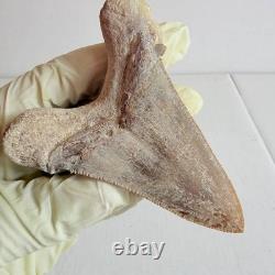 Super Large Fossil Shark Tooth Sokolovi Megalodon Natural Serrations 9.5CM