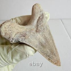 Super Large Fossil Shark Tooth Sokolovi Megalodon Natural Serrations 9.5CM
