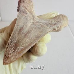 Super Large Fossil Shark Tooth Sokolovi Megalodon Natural Serrations 9.5CM